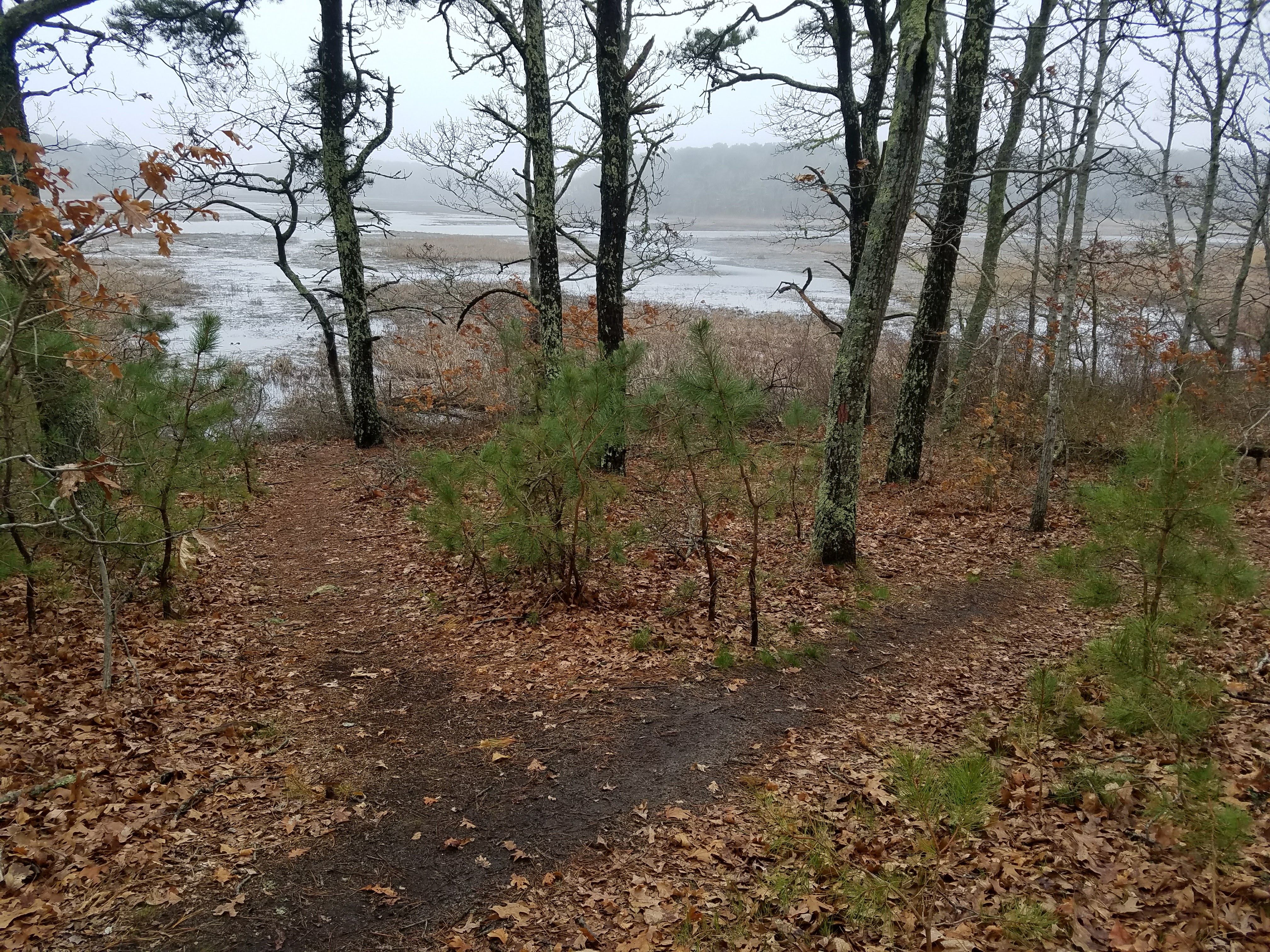 Coy’s Brook Conservation – Secluded Cape Cod